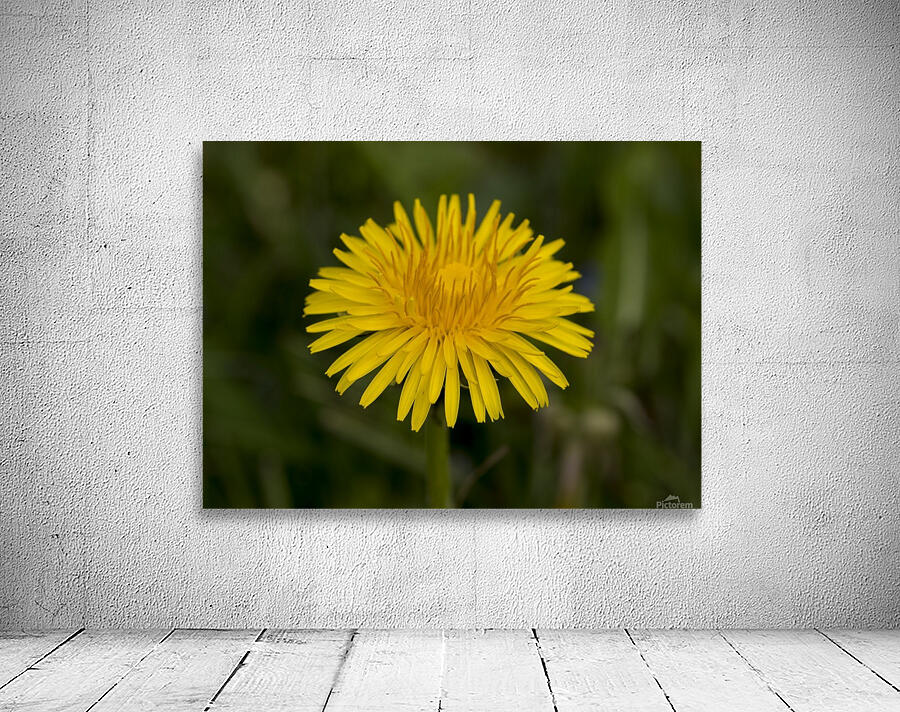 Dandelion macro Wall Preview
