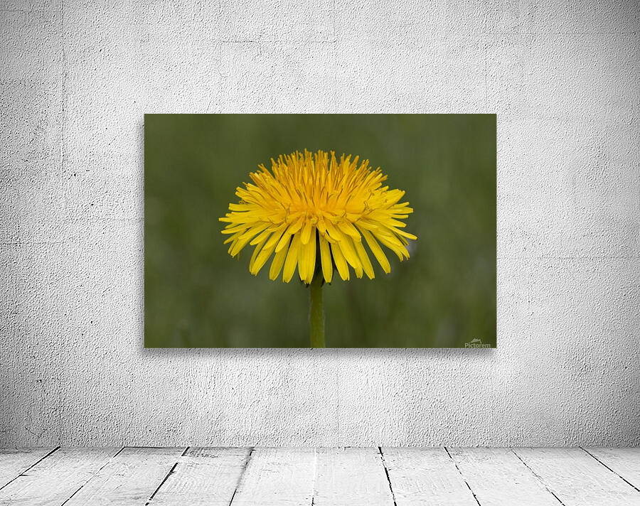 Dandelion macro Wall Preview