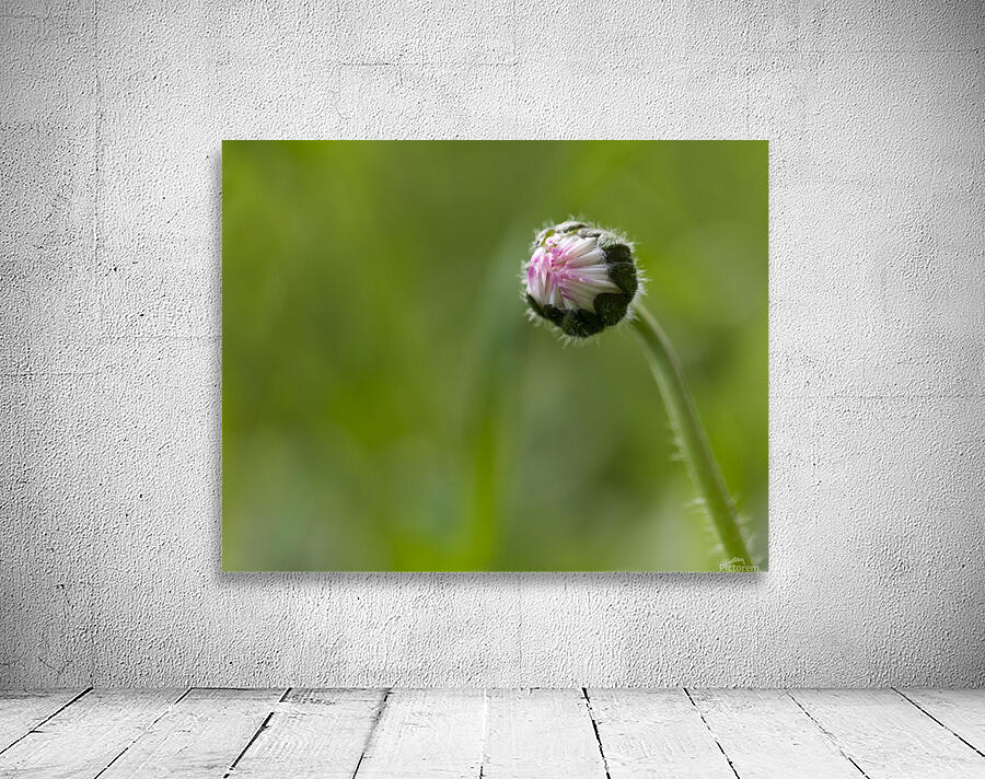 Flower bud Wall Preview