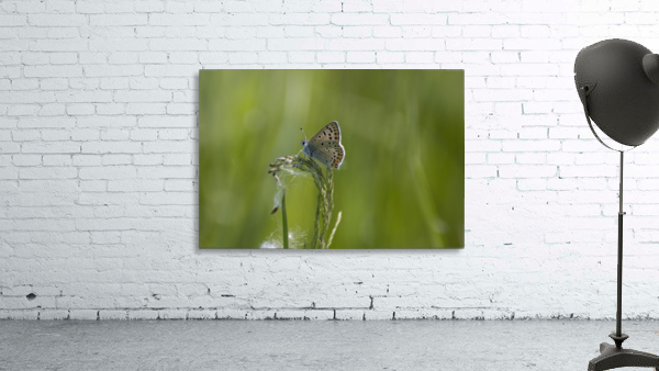 Common blue butterfly Wall Preview