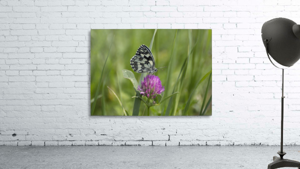 Marbled white Wall Preview