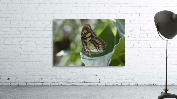 Malachite butterfly Wall Preview