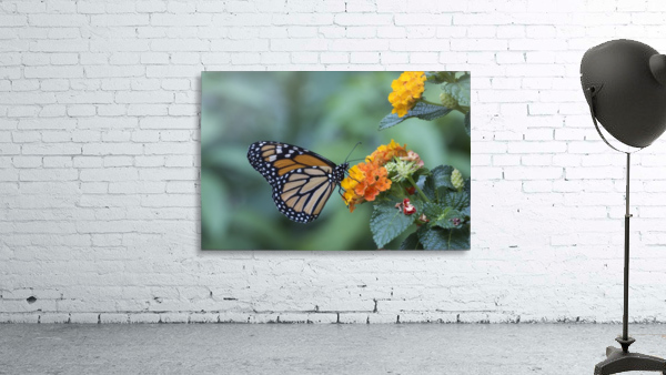 Monarch butterfly Wall Preview