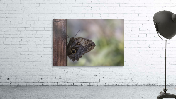 Owl butterfly Wall Preview