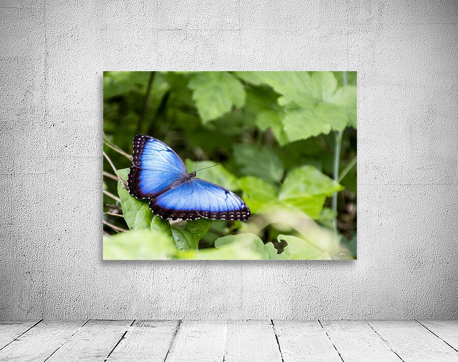 Morpho peleides butterfly Wall Preview