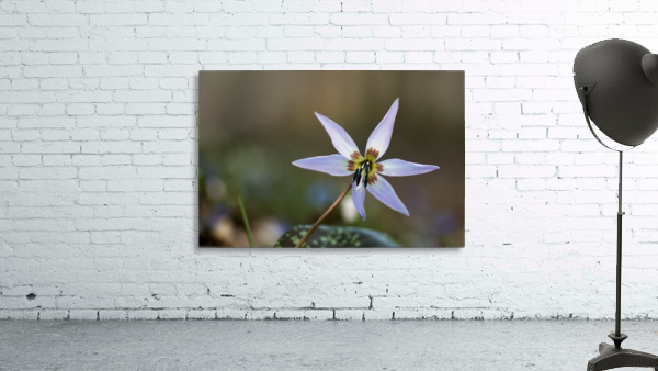 Dogtooth violet Wall Preview