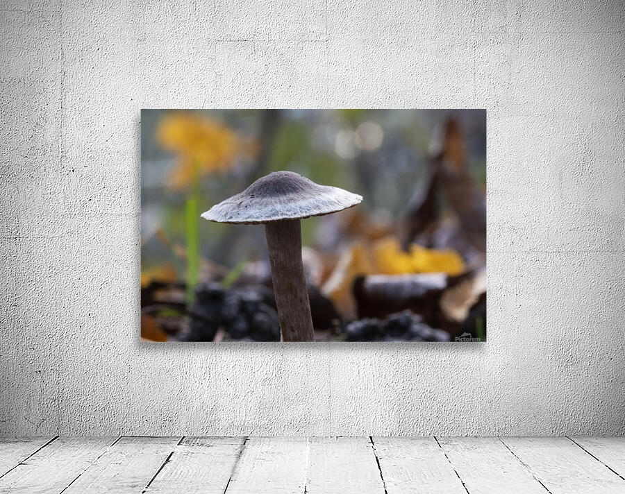 Mushrooms Wall Preview