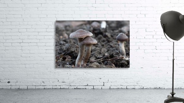 Mushrooms Wall Preview