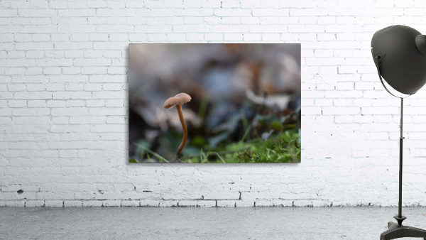 Mushrooms Wall Preview