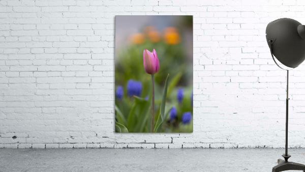 Tulip Wall Preview