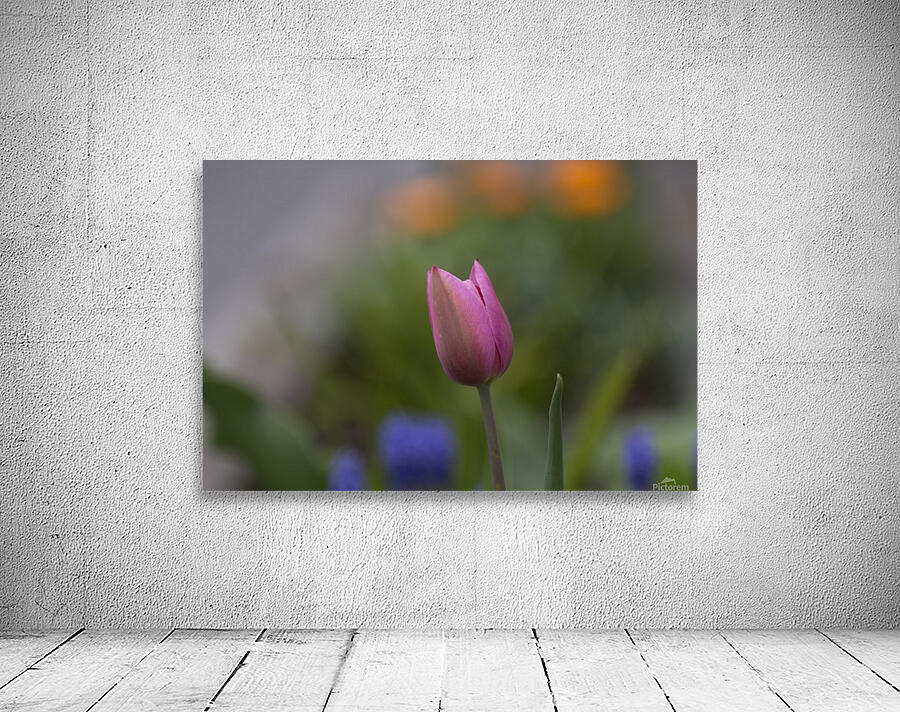 Tulip Wall Preview
