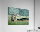 Morning Light Acrylic Print