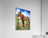 Icelandic Horse Acrylic Print