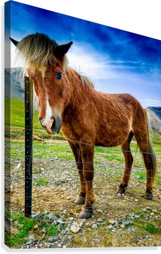 Icelandic Horse Canvas Print