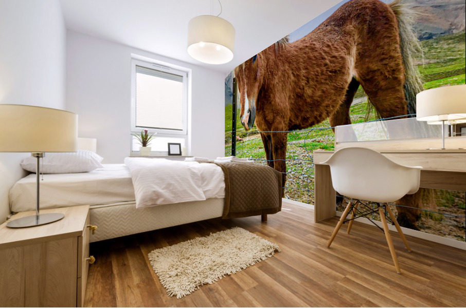 Icelandic Horse Mural print
