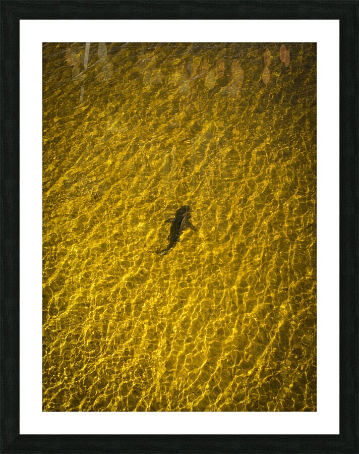 SWFL Shark Picture Frame print