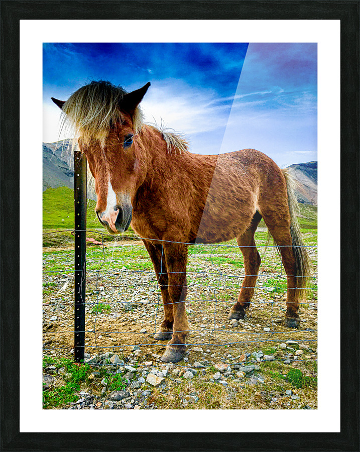 Icelandic Horse Picture Frame print