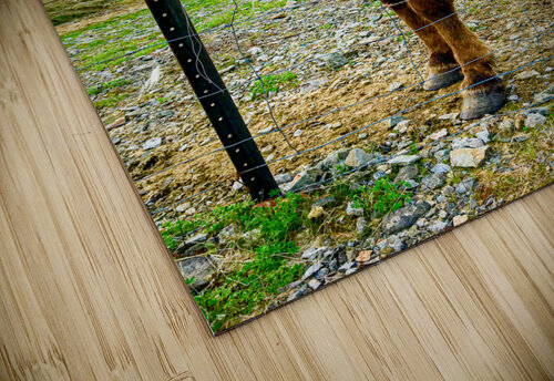 Icelandic Horse David Cressman  puzzle
