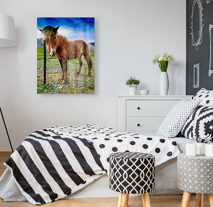 Icelandic Horse Reproduction