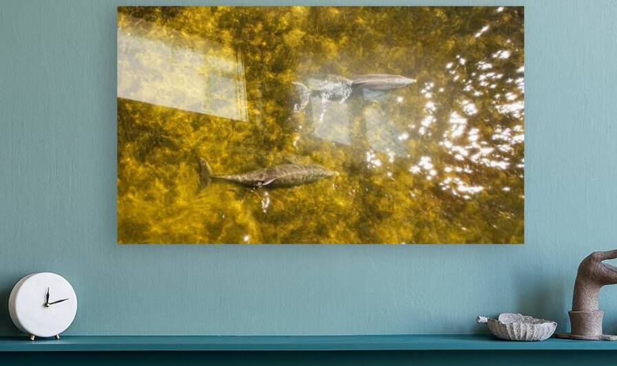 SWFL Dolphins 2 Reproduction