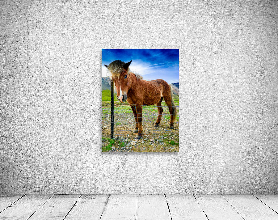 Icelandic Horse Wall Preview