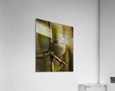 Quiet Perch Acrylic Print