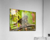 Fox Sparrow Acrylic Print
