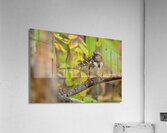 Harris Sparrow Acrylic Print