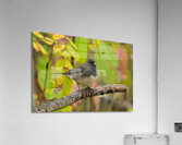 Dark eyed Junco  Acrylic Print