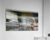 Needing a little personal space  Acrylic Print