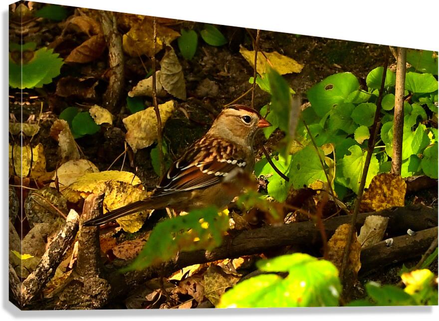 White crowned sparrow  Canvas Print