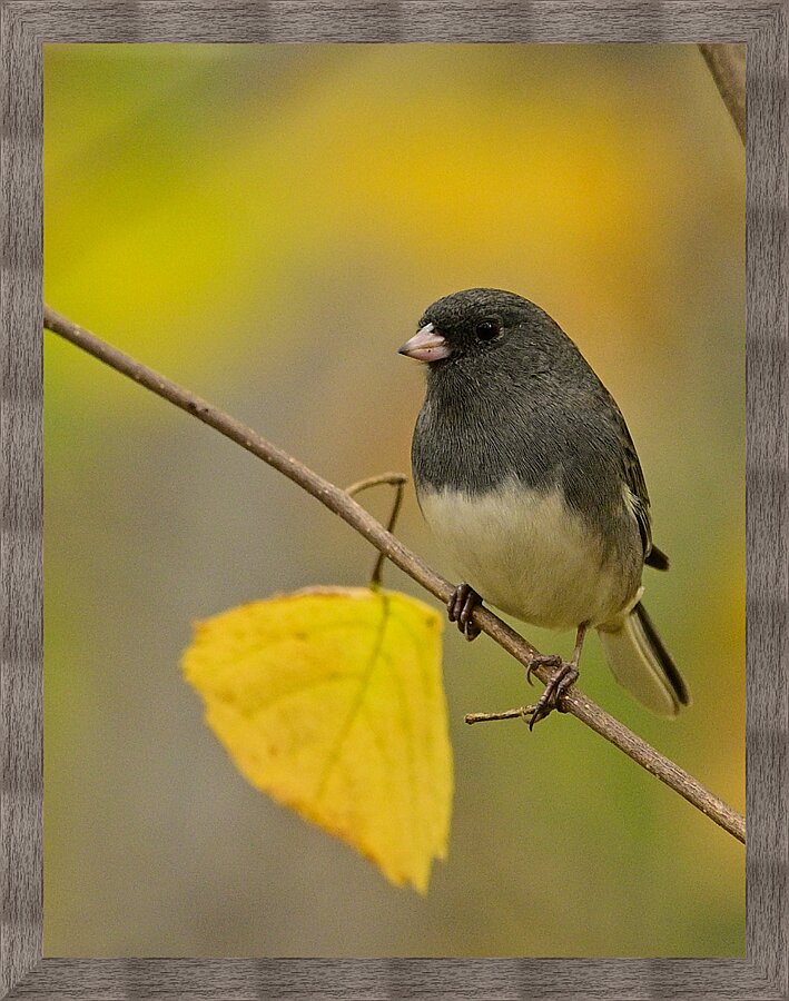 Dark Eyed Junco Picture Frame print