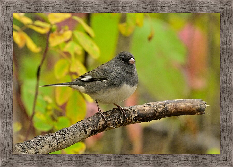 Dark eyed Junco  Picture Frame print