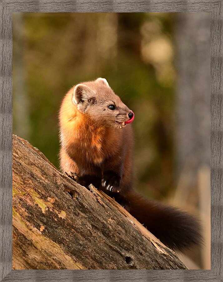 Always on guard  Picture Frame print