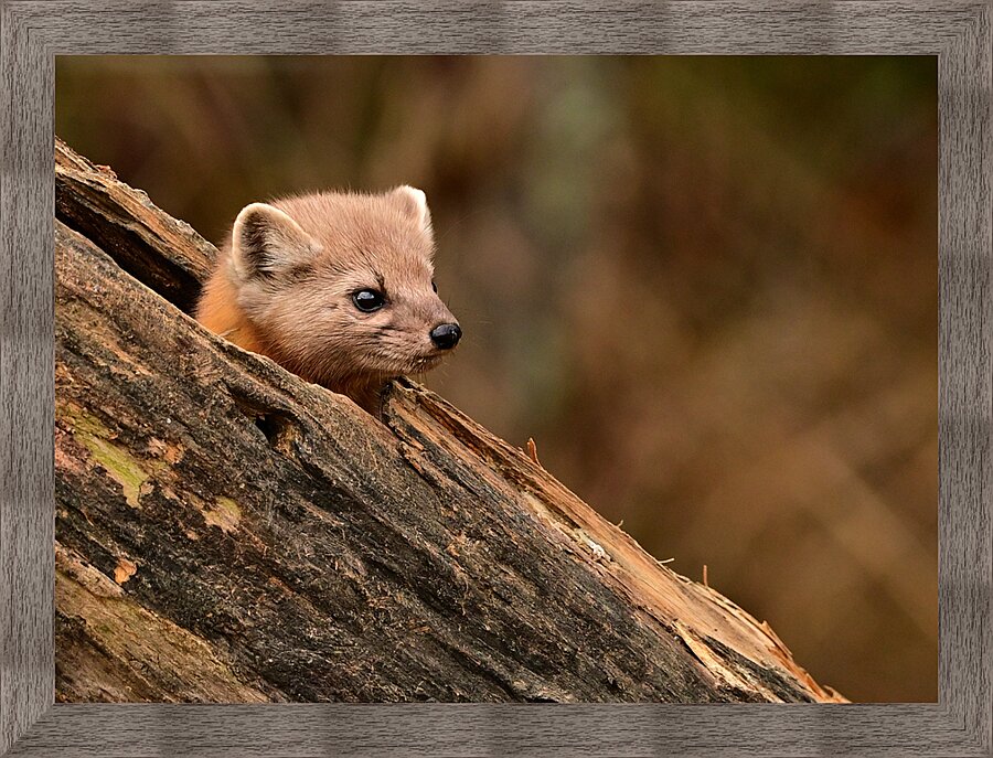 Watching and waiting  Picture Frame print