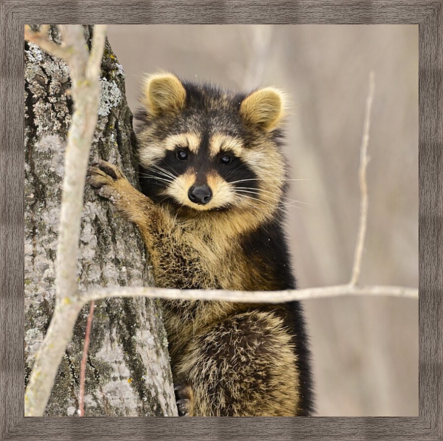Framed but innocent  Picture Frame print