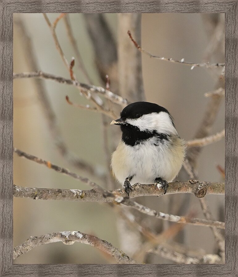 Black Capped Chick-a-Dee  Picture Frame print