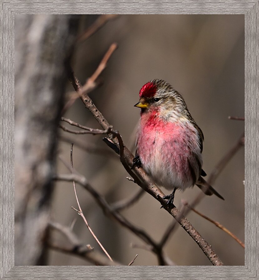 Red Pole  Picture Frame print