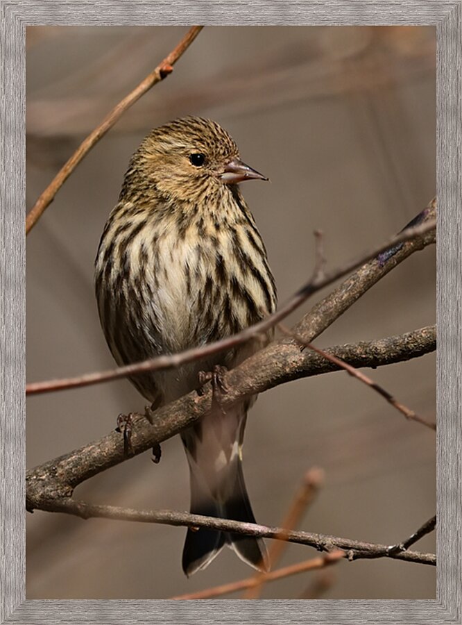 Pine Siskin Picture Frame print