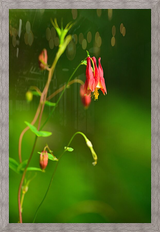 Wild Columbine  Picture Frame print