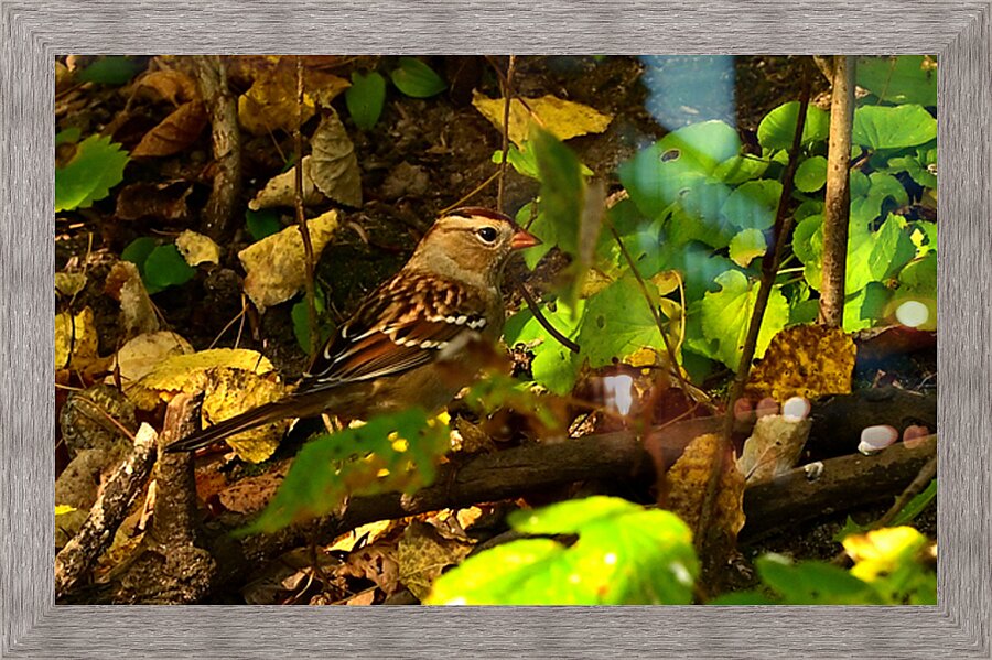 White crowned sparrow  Picture Frame print
