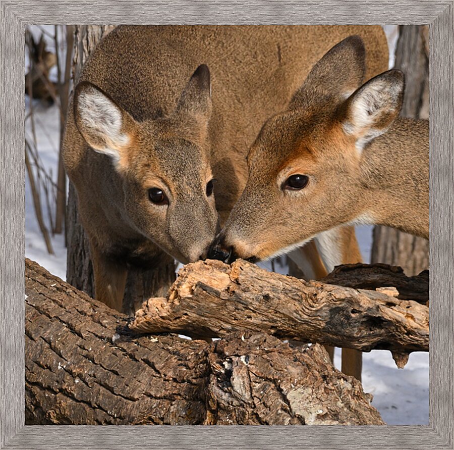 Tea for two Picture Frame print