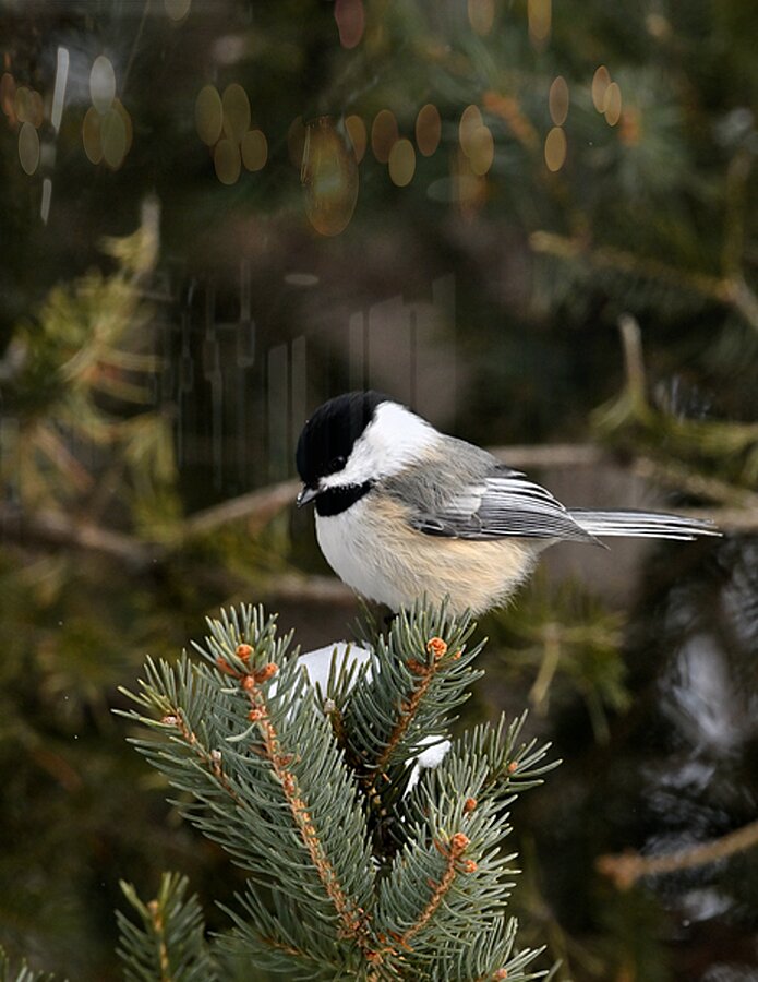 Winter Chickadee  Picture Frame Printing