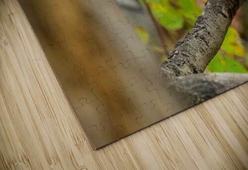 Harris Sparrow Michael J Nowak puzzle