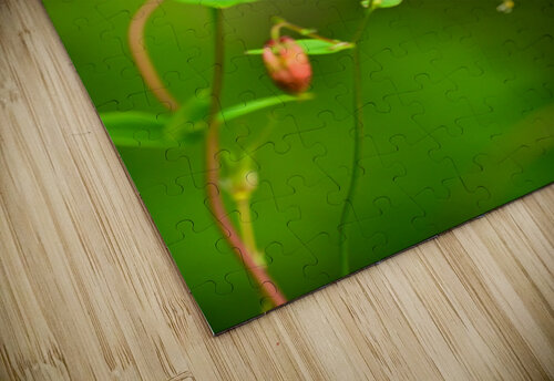 Wild Columbine  Michael J Nowak puzzle