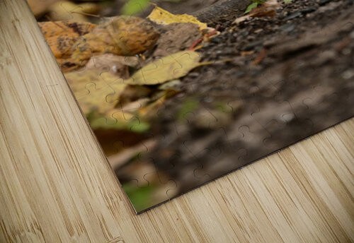 Daydreaming  Michael J Nowak puzzle