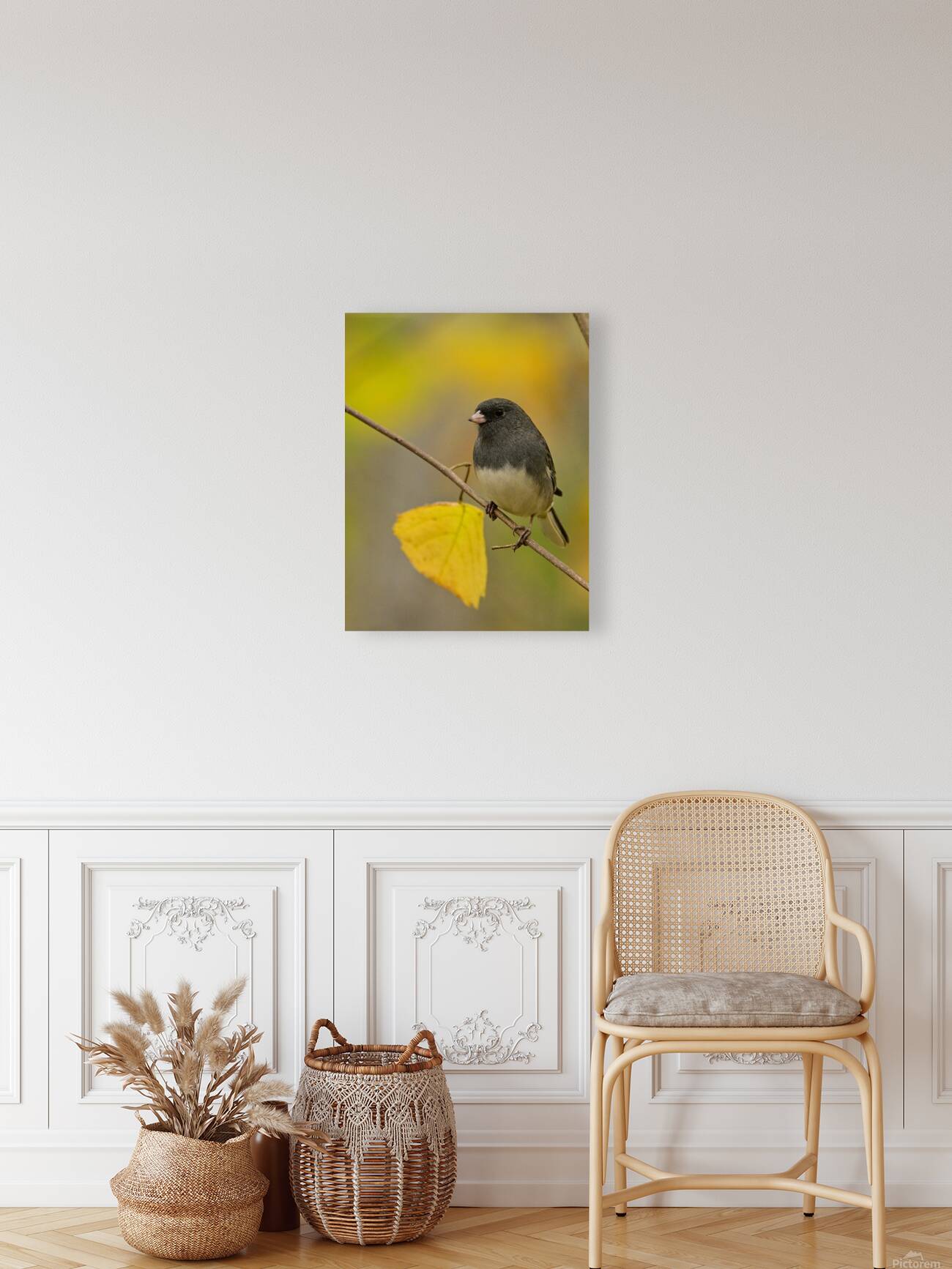 Dark Eyed Junco Reproduction