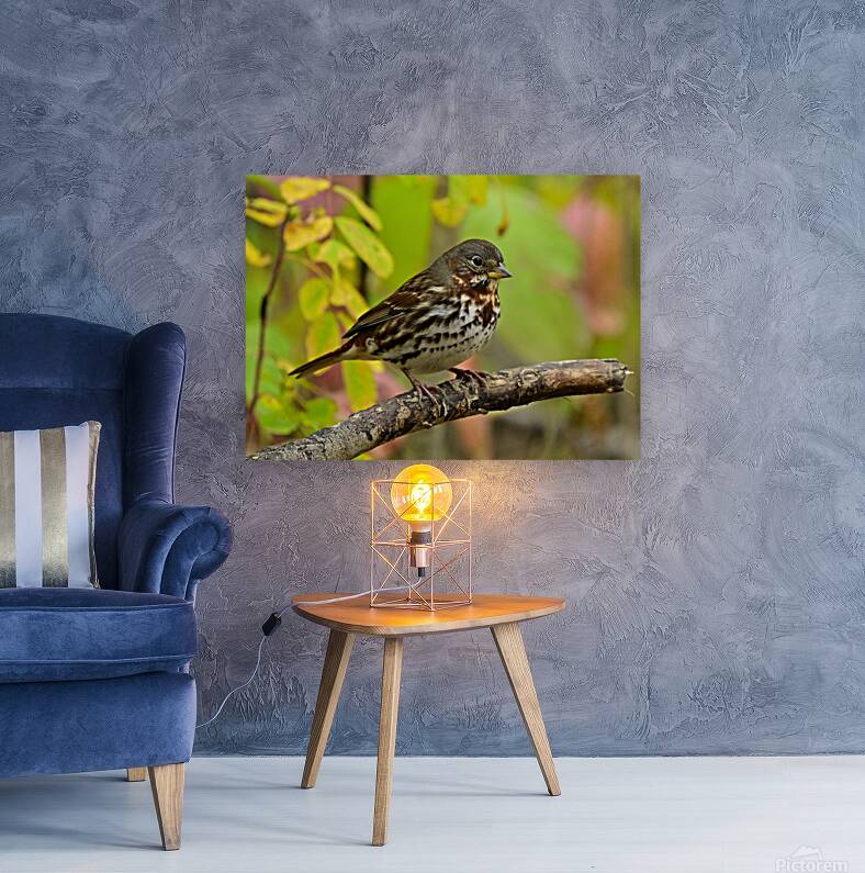 Fox Sparrow Reproduction