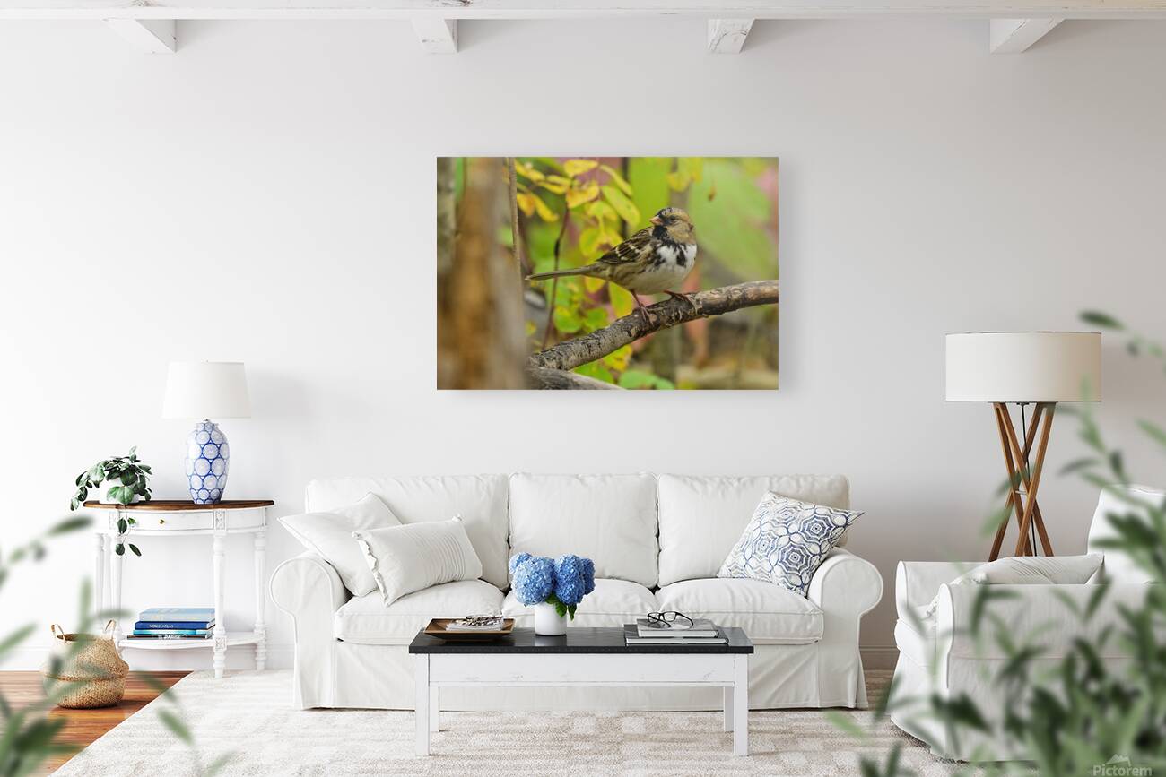Harris Sparrow Reproduction