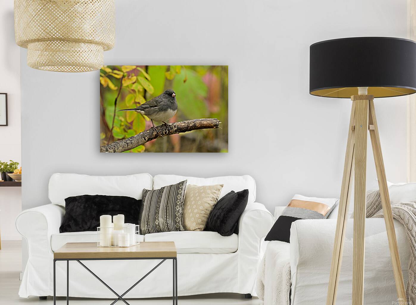 Dark eyed Junco  Reproduction